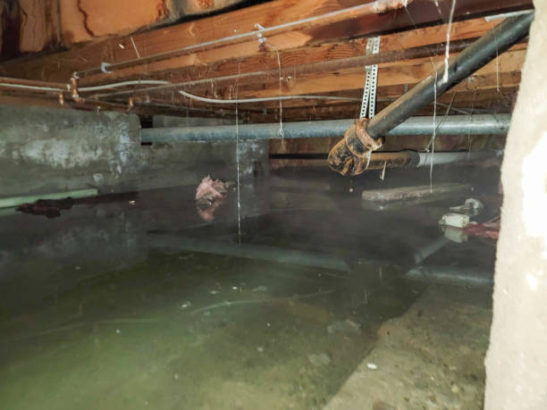 Best Flood restoration services  in Monroeville, AL